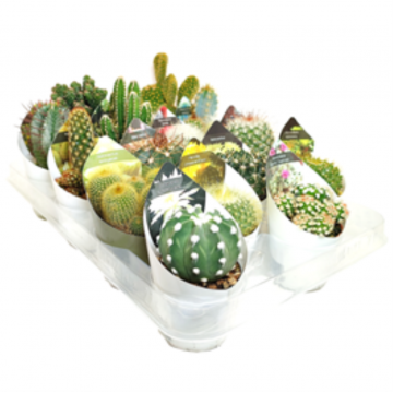 Cactus & Succulentes mix - 6.5 cm