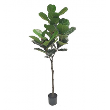 Ficus Lyrata 180cm