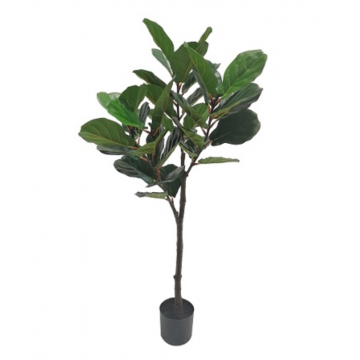 Ficus Lyrata 150 cm