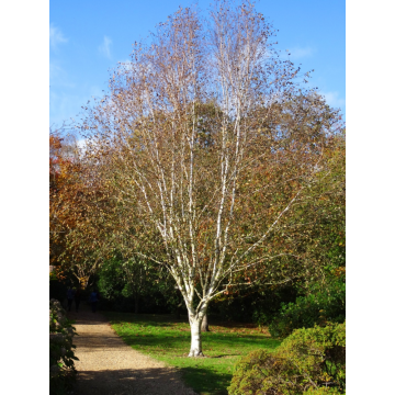 Betula utilis (Bouleau de l´Himalaya) ´Jacquemontii´ multi troncs
