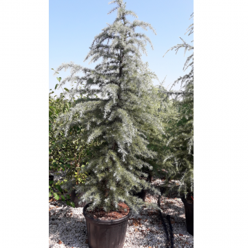 Cèdre de l'Himalaya 'Bushes Electra' - cont. 230l - 400/450cm (Cedrus deodara)