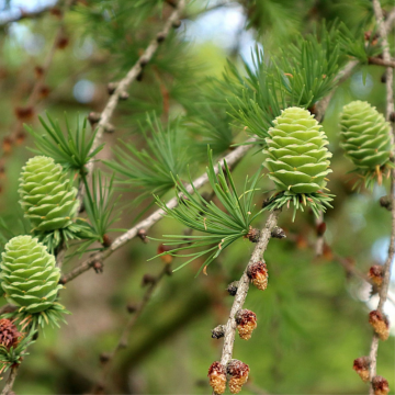 Mélèze des Alpes - cont. 9.5l - 150/175cm (Larix decidua)