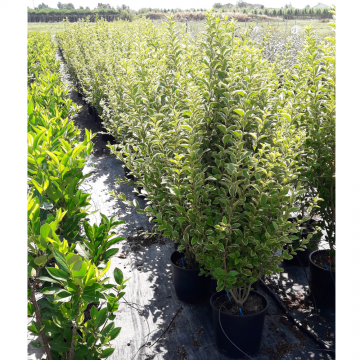 Troène de Californie 'Aureum' - cont. 9.5l - 100/125cm (Ligustrum ovalifolium)