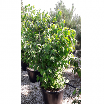 Cornus kousa (Cornouiller de Chine) 175/200 cm - cont. 70 litres