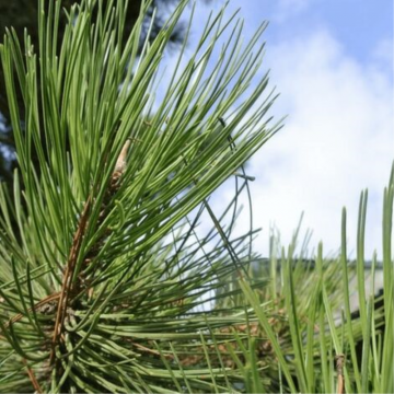 Pinus sylvestris (Pin sylvestre)