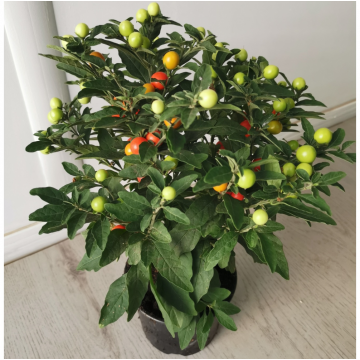 Pommier d'amour (Solanum pseudocapsicum) - pot 13 cm