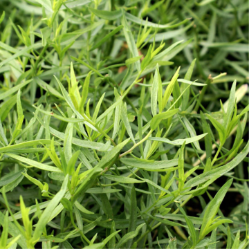 Estragon français - en pot de 13 cm (Artemisia dracunculus sativa)