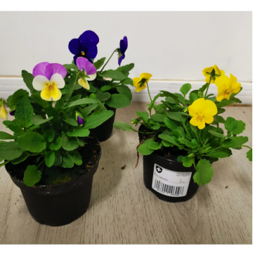 Viola cornuta - Pensée à corne - pot 9 cm