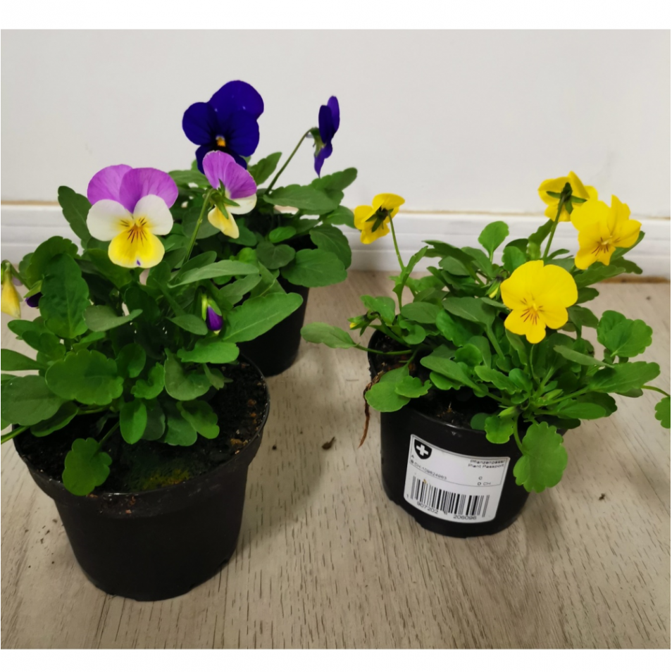Viola cornuta - Pensée à corne - pot 9 cm