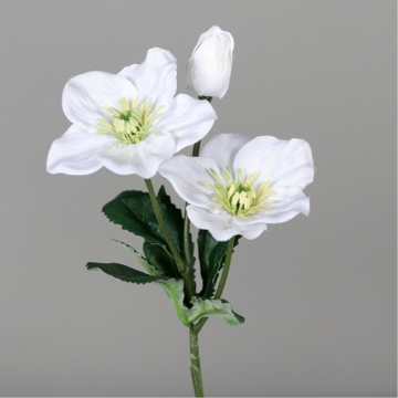 Hellebore blanc, 3 fleurs, 34cm