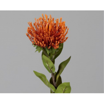 Protea orange, hauteur 74cm