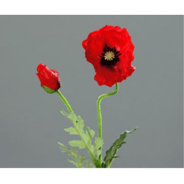 Pavot fleur et bouton, rouge, hauteur 63cm