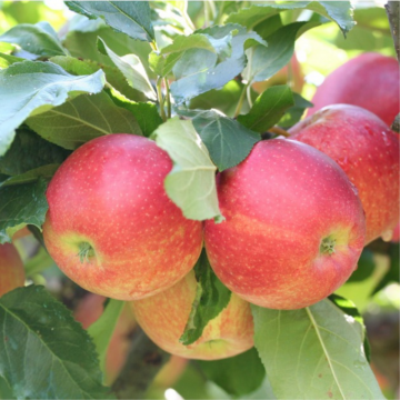 Pommier 'Florina' - cont. 9.5l - demi-tige (Malus domestica)