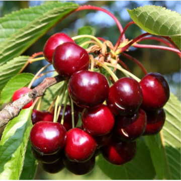 Prunus cerasus - Cerisier ´Bigarreau Burlat´ basse-tige