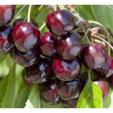 Prunus cerasus - Cerisier ´Bigarreau Van´ basse-tige