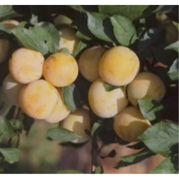 Prunus Domestica - Prunier ´Reine Claude Dorée-Crottée´ basse-tige