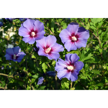 Althéa/mauve en arbre 'Oiseau Bleu' - cont. 9.5l (Hibiscus syriacus)