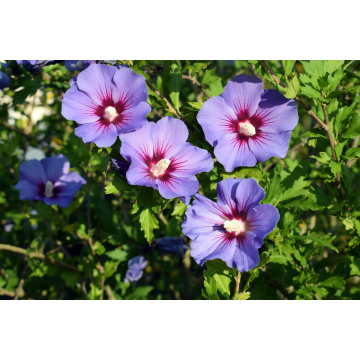 Hibiscus syriacus ´Oiseau Bleu´ (Althéa, Mauve en arbre) - 9.5 litres