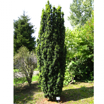 If commun 'Fastigiata Robusta' - cont. 9.5-12l (Taxus baccata)