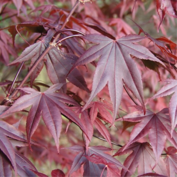 Erable du Japon 'Bloodgood' - cont. 30l - 125/150 cm (Acer palmatum)