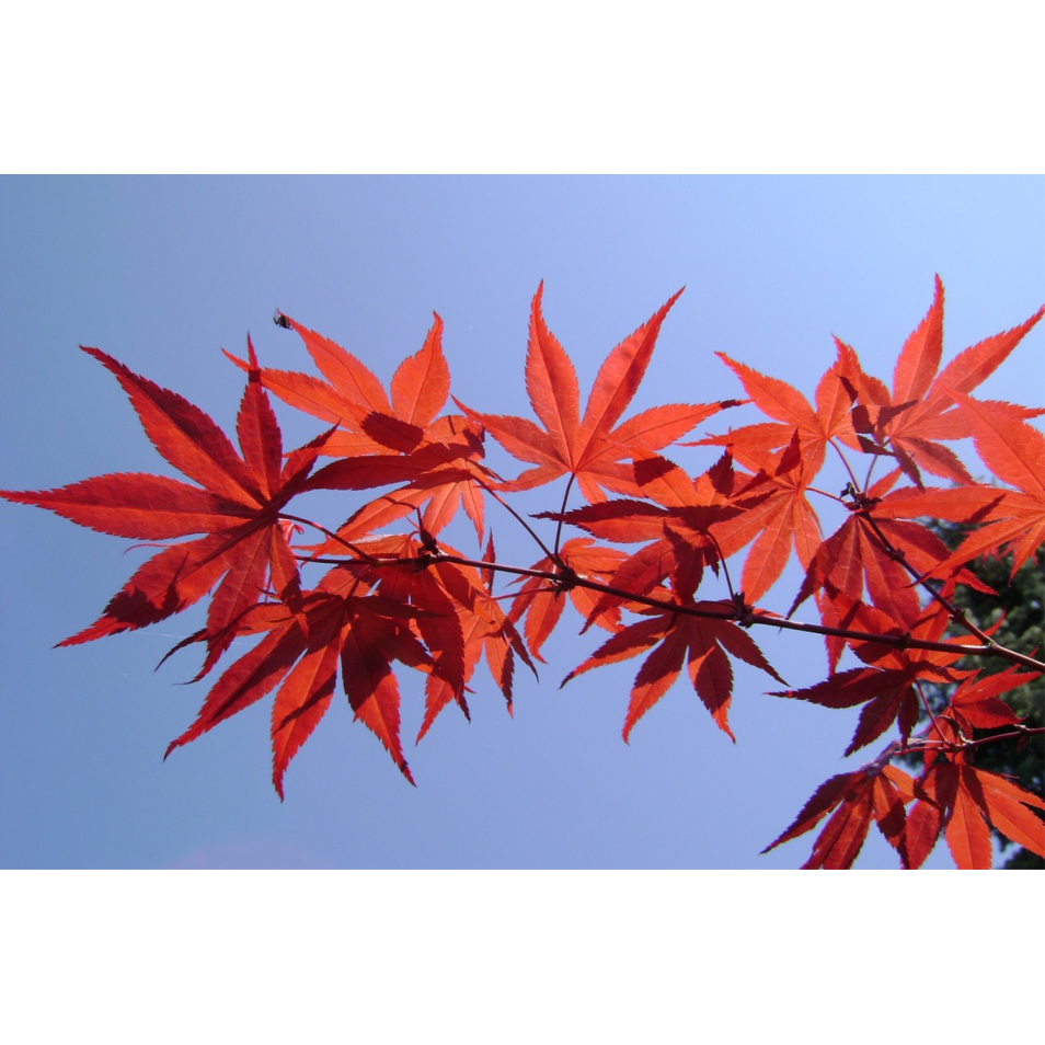 Acer palmatum (Erable du Japon) ´Atropurpureum´