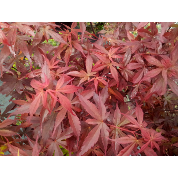 Acer palmatum (Erable du Japon) ´Skeeter´s Broom´