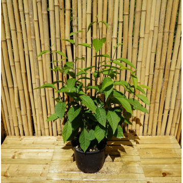 Callicarpa bodinieri (Arbuste aux bonbons) ´Profusion´