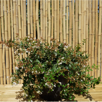 Abélia à grandes fleurs 'Edward Goucher' - cont. 3l (Abelia grandiflora)