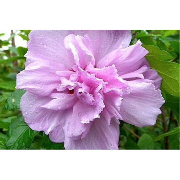 Hibiscus ou althéa (Hibiscus syriacus) : plante, taille, entretien, arrosage