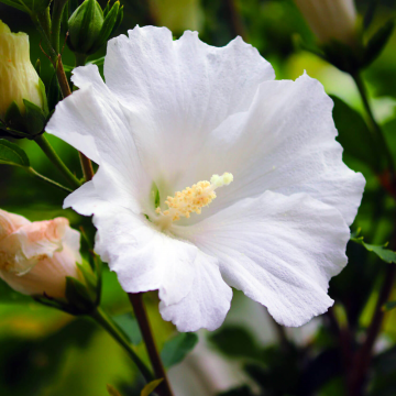 Althéa/mauve en arbre 'Totus Albus' - cont. 9.5l (Hibiscus syriacus)