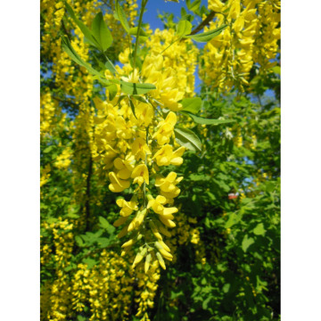 Cytise à grappes - cont. 9.5l (Laburnum anagyroides)