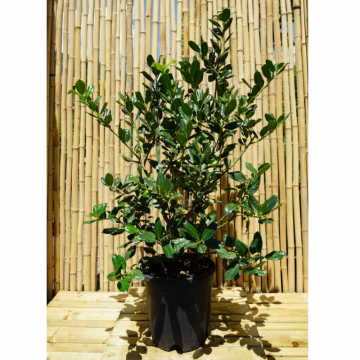 Houx 'Nellie R. Stevens' - cont. 9.5l (Ilex mutchagara)