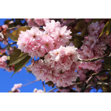 Cerisier du Japon 'Kanzan' - cont. 25-30l - demi-tige (Prunus serrulata)