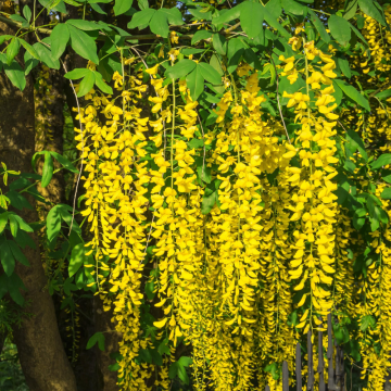 Cytise 'Vossii' - cont. 9.5l (Laburnum watereri x vossii)