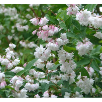 Deutzie scabra 'Plena' - cont. 9.5l (Deutzia scabra)