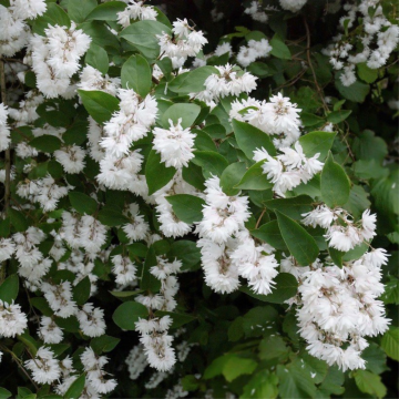 Deutzie 'Pride of Rochester' - cont. 9.5l (Deutzia crenata)