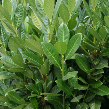 Laurier-cerise 'Greentorch' - cont. 25-35l - 150/175cm (Prunus laurocerasus)