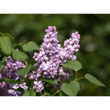 Lilas commun 'Katherine Havemeyer' - cont. 25-30l (Syringa vulgaris)