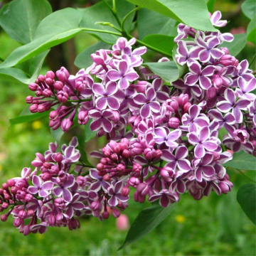 Lilas commun 'Sensation' - cont. 25-30l (Syringa vulgaris)