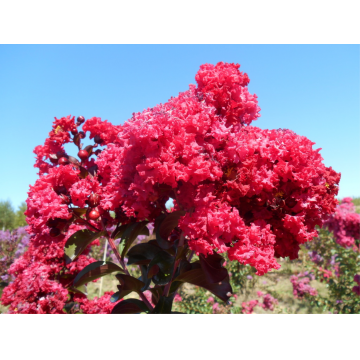 Lilas des Indes 'Dynamite Whit II' - cont. 9.5l (Lagerstroemia indica)