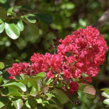Lilas des Indes 'Red Imperator' - cont. 9.5l (Lagerstroemia indica)