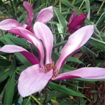 Magnolia 'Susan' - cont. 25/30l (Magnolia × soulangeana)