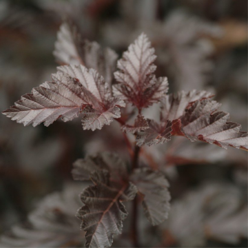 Physocarpe à feuilles d'obier 'Midnight' - cont. 9.5l - 80/100cm (Physocarpus opulifolius)