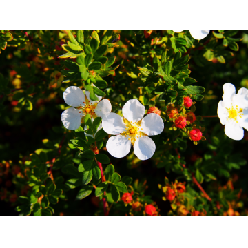 Potentille arbustive 'Abbotswood' - cont. 3l (Potentilla fruticosa)