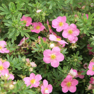 Potentille arbustive 'Lovely Pink®' - cont. 3l (Potentilla fruticosa)