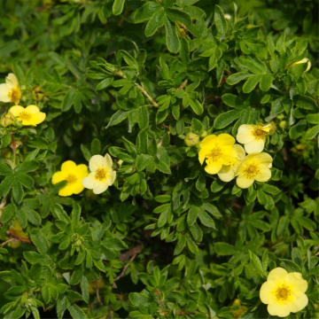 Potentille arbustive 'Sommerflor' - cont. 3l (Potentilla fruticosa)