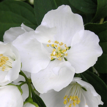 Seringat de Perse 'Bouquet Blanc' - cont. 9.5l (Philadelphus persica)