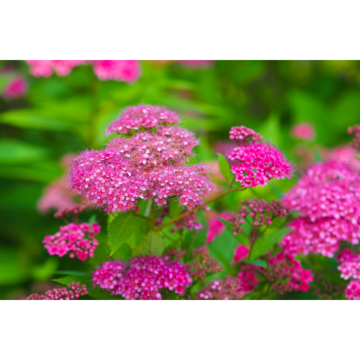 Spirée japonaise 'Anthony Waterer' - cont. 7.5l (Spiraea japonica)