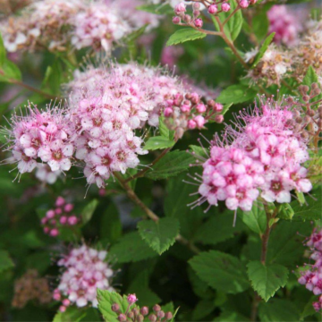 Spirée japonaise 'Little Princess' - cont. 4-5l (Spiraea japonica)