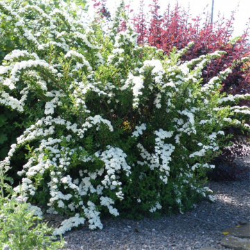 Spirée japonaise 'Snowmound' - cont. 9.5l (Spiraea nipponica)